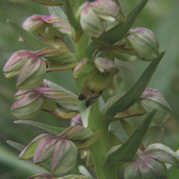 Coeloglossum viride